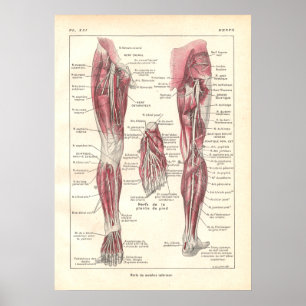 Nervos do poster da anatomia dos pés em francês