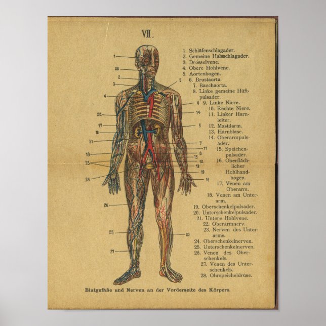 Nervos Vintage da Anatomia alemã Impressão (Frente)
