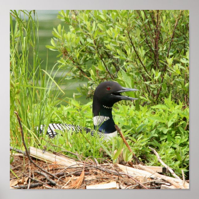 Nesting Loon Impressão (Frente)