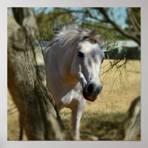 Neve Branca O Cavalo, Poster