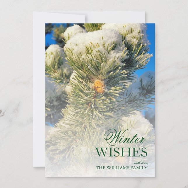 Neve fresca em Agulhas de pinheiro (Frente)