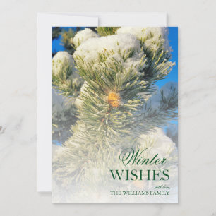 Neve fresca em Agulhas de pinheiro