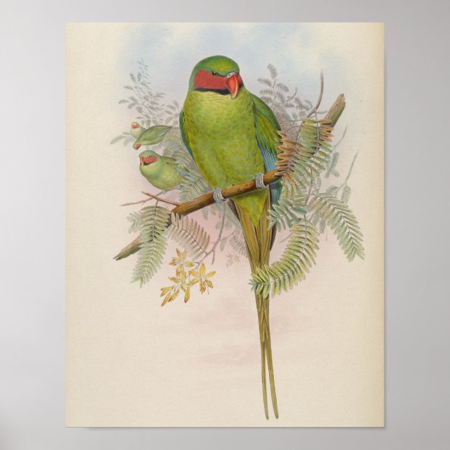 Nicobar Parakeet por John Gould Impressão (Frente)