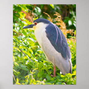 Night Heron Bird Poster