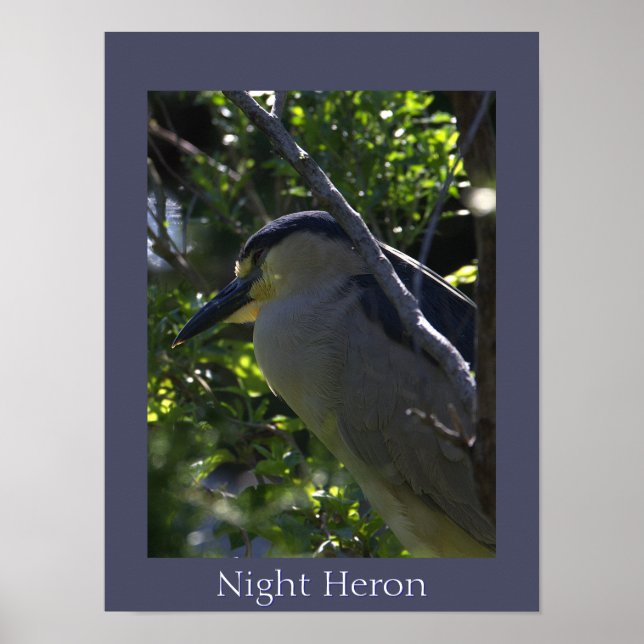 Night Heron Photo Poster (Frente)