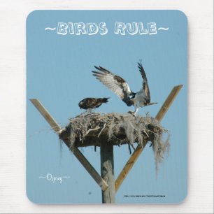 Ninho de falcão Osprey Mousepad