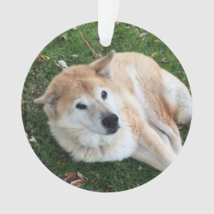 No Adoro O Ornamento De Fotos Pet De Memória