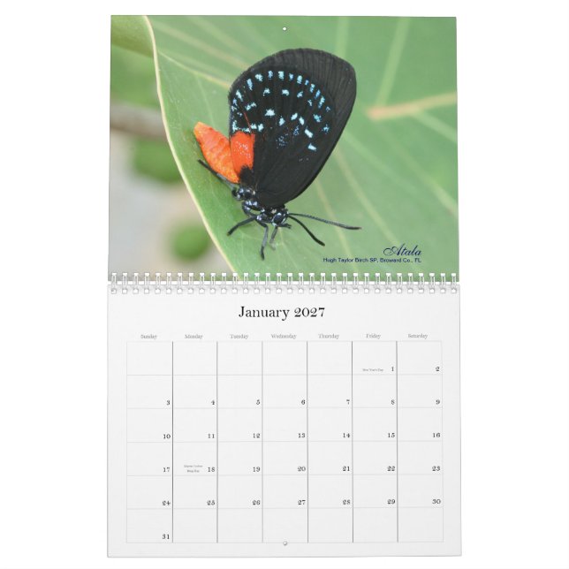 No Gossamer voa o calendário 2011 da borboleta (Jan 2027)