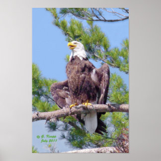 No pino mais alto - poster ou impressão