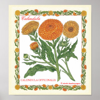 No Poster do Jardim ~ Calendula