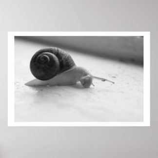 Nocturmia Fotografia Poster de Caracol Preto e Bra