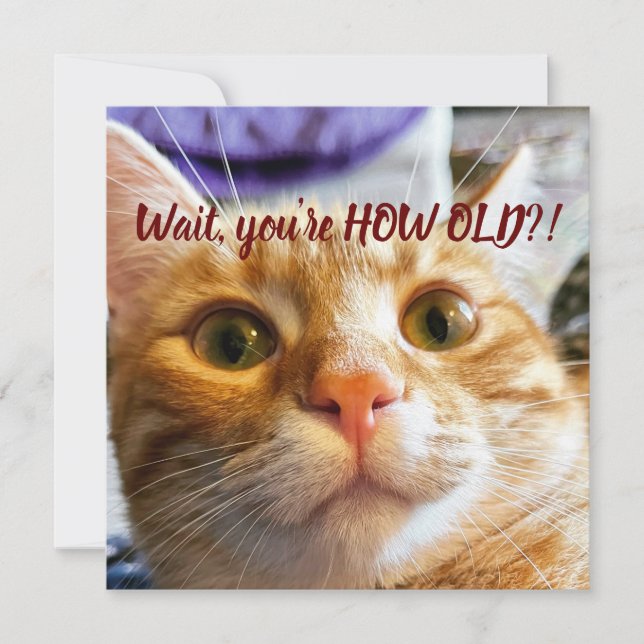 Noite de Gato Engraçado (Frente)