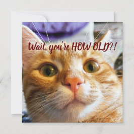 Noite de Gato Engraçado