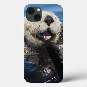 Noivos dos lutris do Enhydra da lontra de mar de
