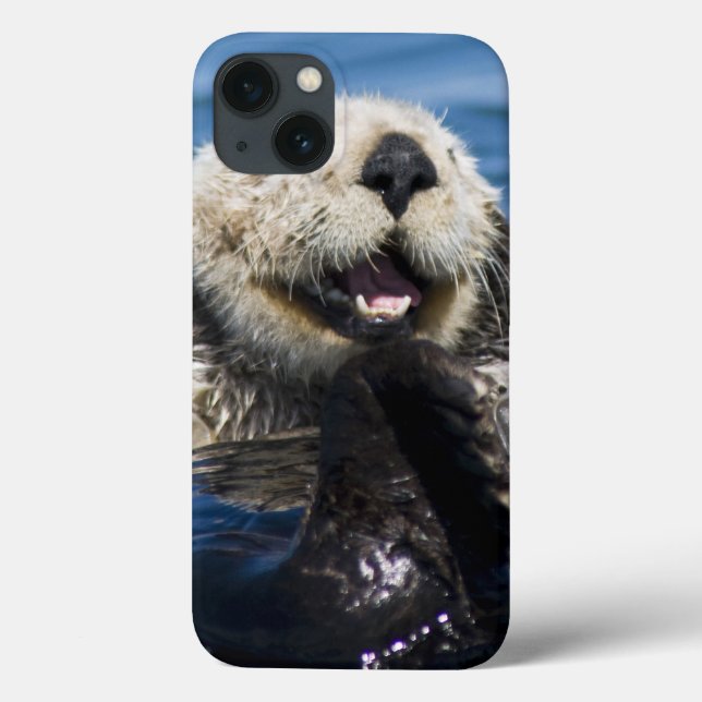 Noivos dos lutris do Enhydra da lontra de mar de (Verso)