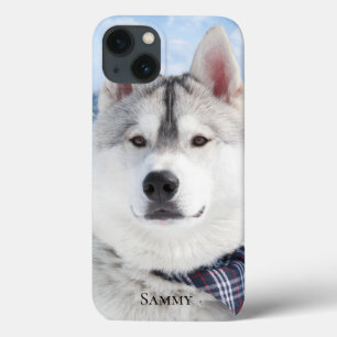 Nome de Foto de Pet Cute