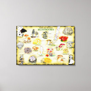 Nomes comuns Canvas 30x20 Cogumelos