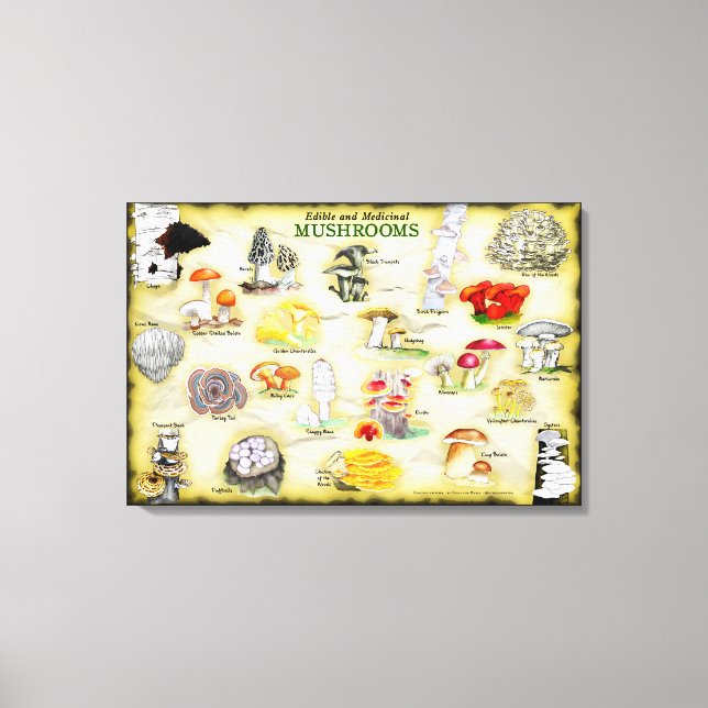 Nomes comuns Canvas 30x20 Cogumelos (Frente)