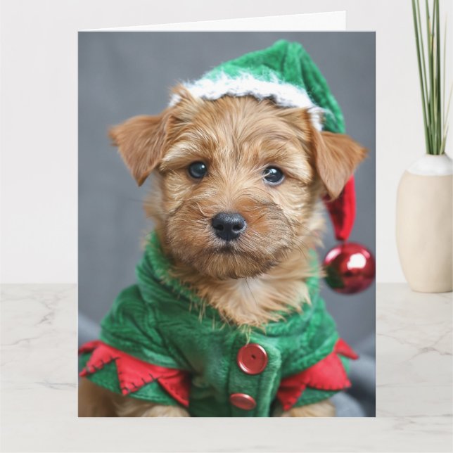 Norfolk Terrier Elf Cartão de Natal De Pupppy (Frente)