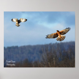 Norte Harrier e Short=Orelha Poster