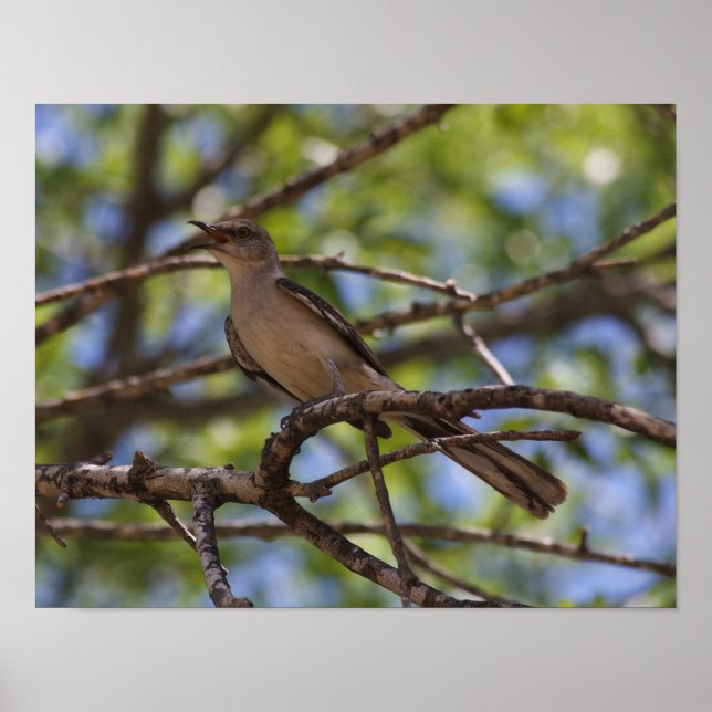 Norte Mockingbird Singing Poster (Frente)