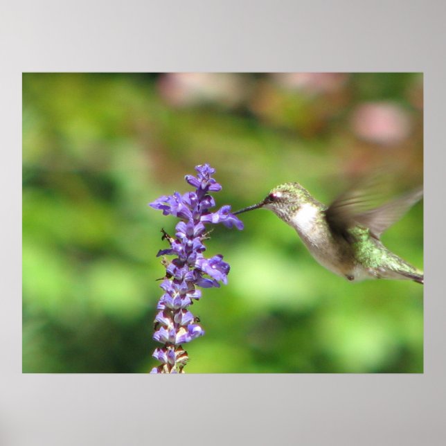 Northwoods Hummingbird Poster (Frente)