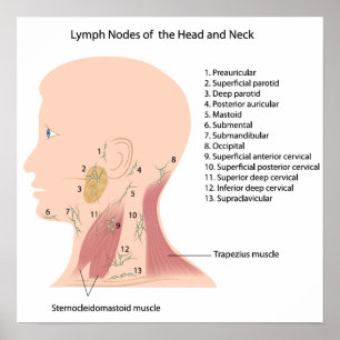 nós de linfa do poster da cabeça e do pescoço