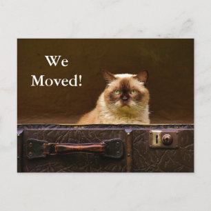 Nós nos mudamos! Anúncio de novo endereço gato na 
