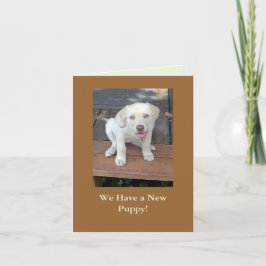 Nós temos um anúncio novo do cão de filhote de