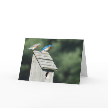 Nossa casa nova, cartão