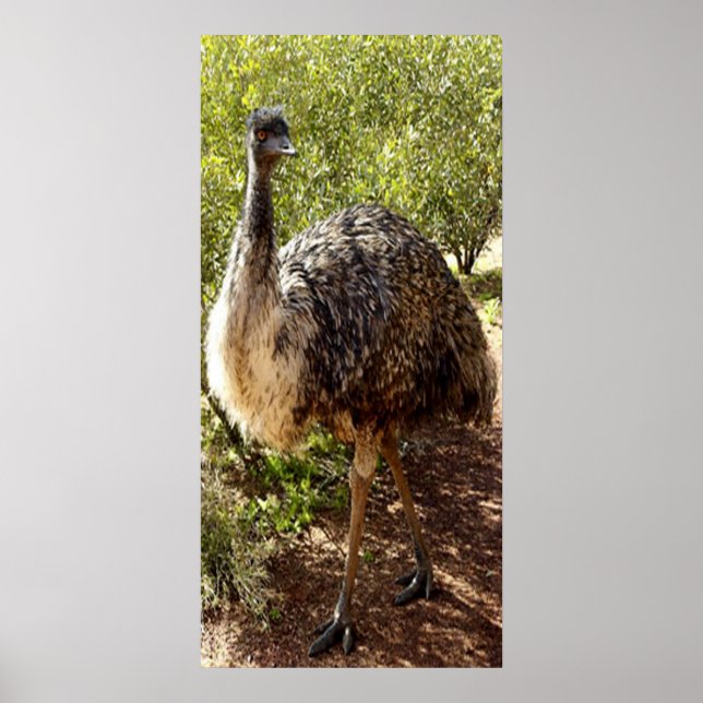 Nosy Emu Poster (Frente)