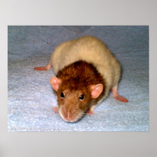 Nosy Rat Impressão