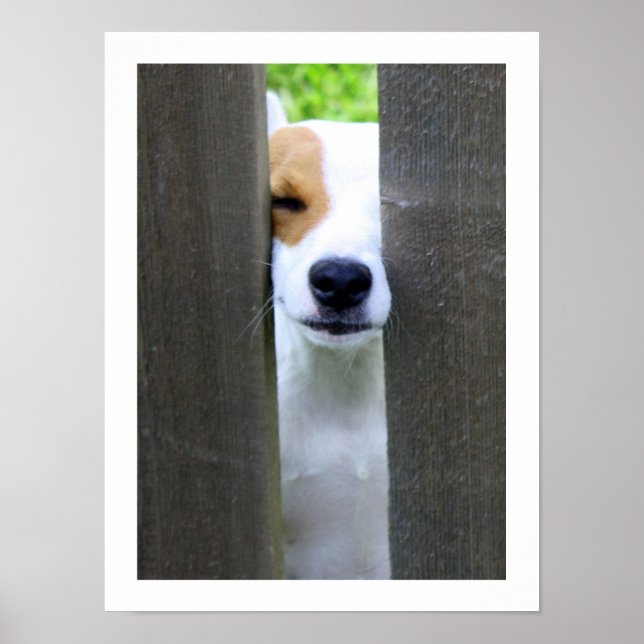 Nosy Vizor - Jack Russell Terrier Poster (Frente)