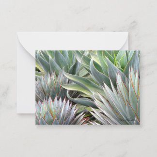Notas Cartão de Êxito Agave 'Blue Glow', 'Blue Flame'