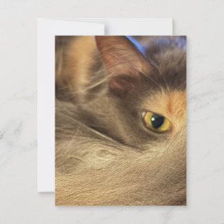 Notas Cartão de uma Vista de Gato