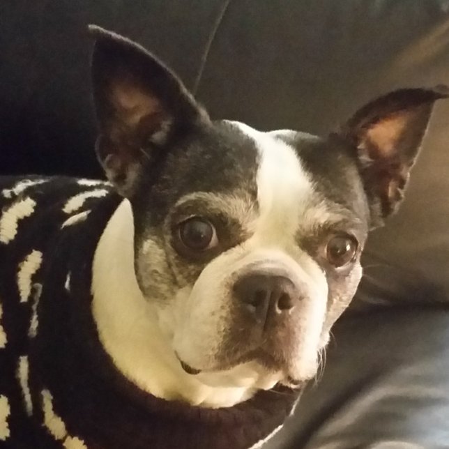 Notas Jesus Me Siga No Bloco De Notas, Natal, Presentes, (Criador carregado)