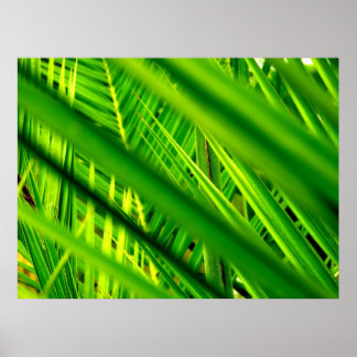 (Nova Chegada) Poster Impressão