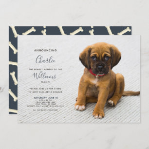 Nova Foto de Anúncio de Adoção de Kitten