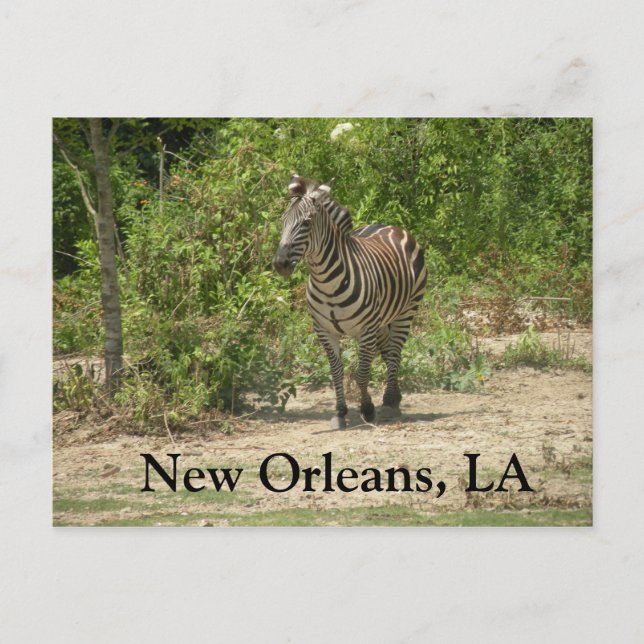 Nova Orleans, cartão postal LA (Frente)