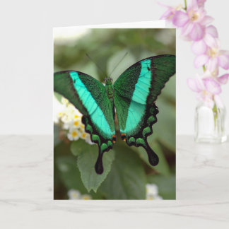Nova Vida | Fotografia Borboleta Verde em Cartão e