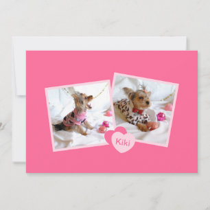 Novo anúncio de adoção de Pet em rosa-menina