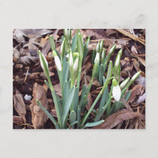 Novo crescimento do cartão postal