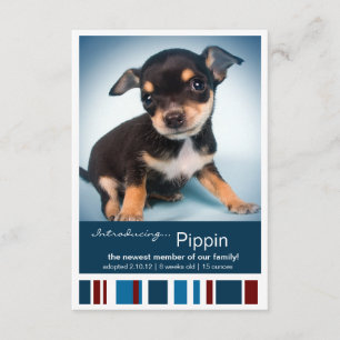 Novo Pet Male Blue Stripes para o anúncio de Menin