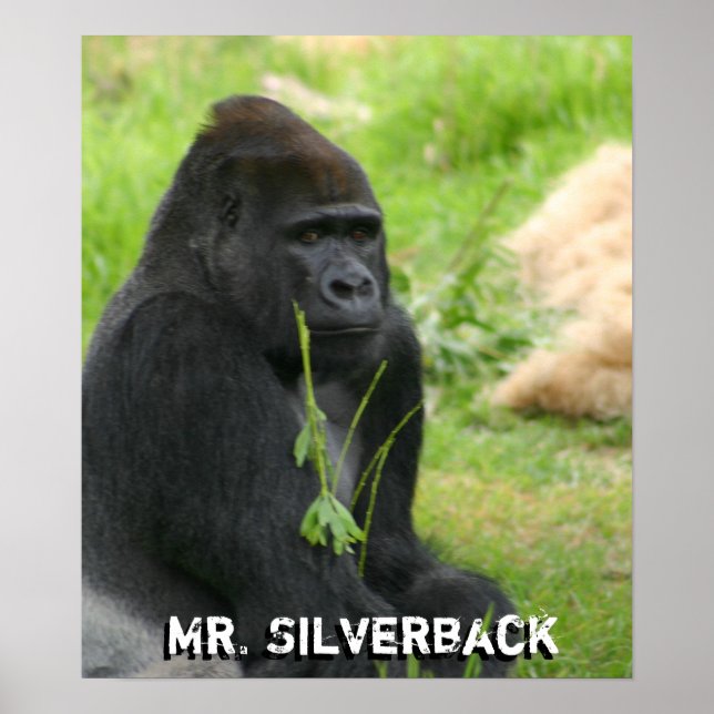 Novo Poster (Frente)