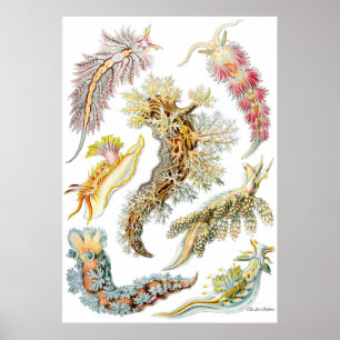 Nudibranchia do ~ do poster de Ernst Haeckel