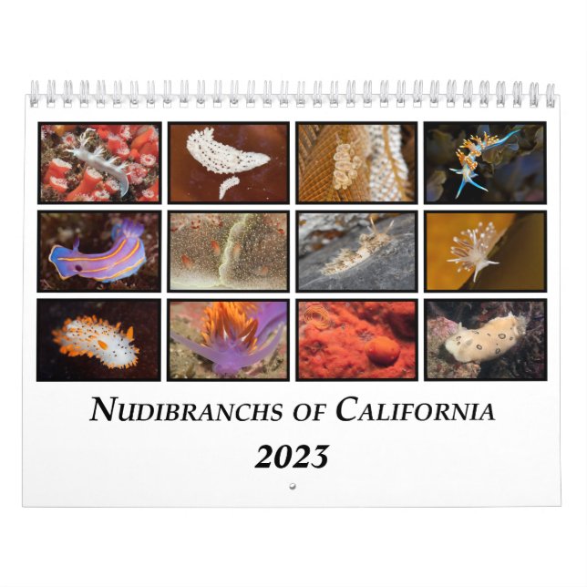 Nudibranchos do Calendário da Califórnia (Capa)