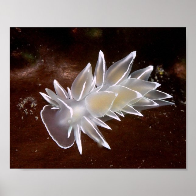 Nudibrânquio Alabastro - Impressões de Arte Fina (Frente)