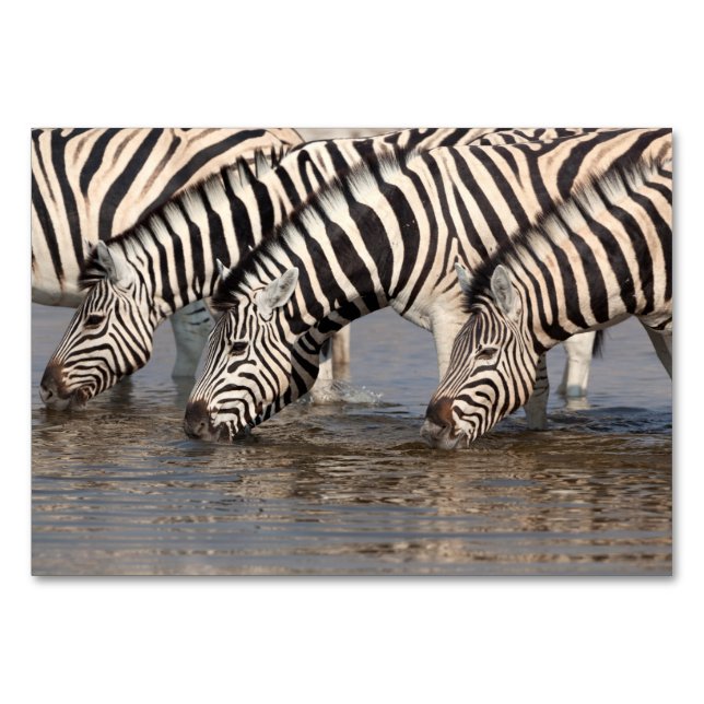 Numeração De Mesa Bebendo Zebras (Verso)