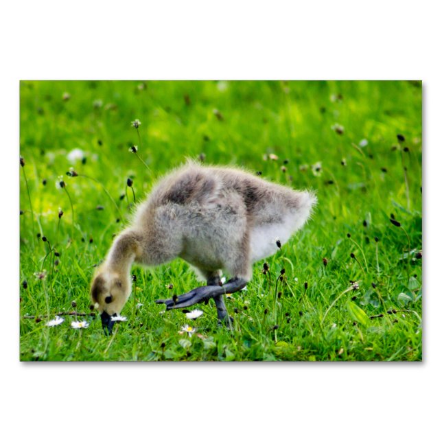 Numeração De Mesa Canadá Goose Gosling (Frente)