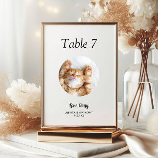 Numeração De Mesa Casamento de Fotos Simples de Gato Preto e Branco
